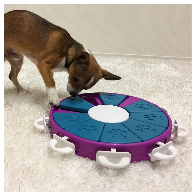 dog-twister