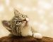 blog alimentos para gatos