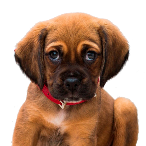 perrito nutragold