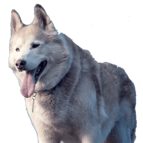 perrito taste of the wild
